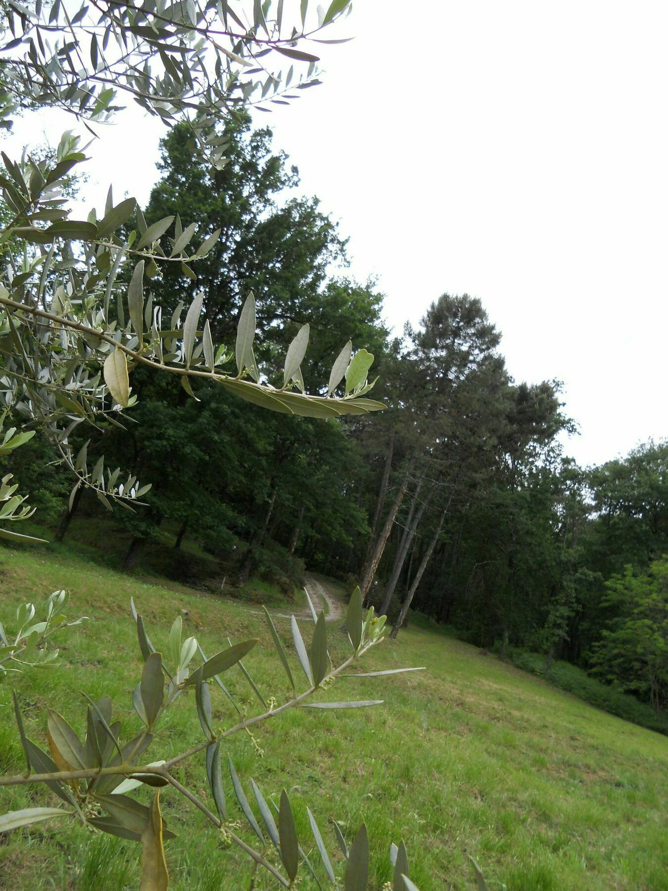 Park View Country House B&B Capannori Bagian luar foto